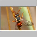 Nomada fucata - Wespenbiene 10 8mm.jpg